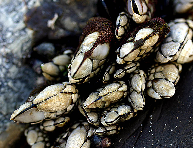 <b>Mussels</b><br>This macro shot was taken at Santa Barbara over Thanksgiving. We drove up the coast and stopped at a random state beach. The seaside along the coast is so beautiful and so full of life that there are unlimited possible photos. Taken with the 50mm 2.5Compact Macro.