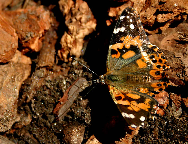 a day with butterflies