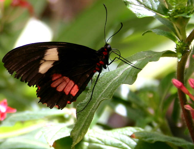 a day with butterflies