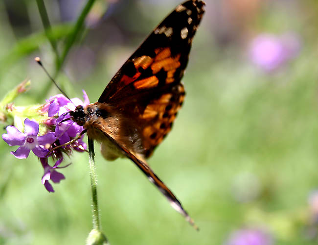 a day with butterflies