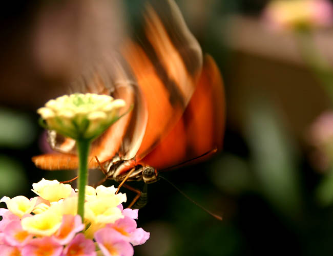 a day with butterflies