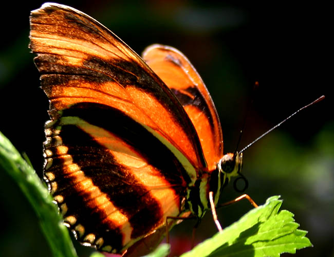 a day with butterflies