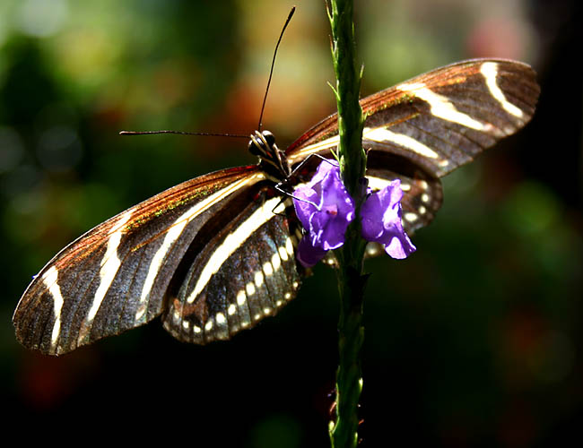 a day with butterflies