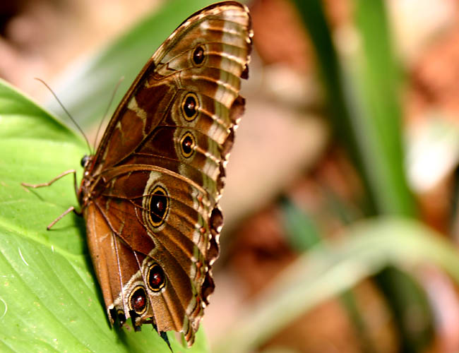 a day with butterflies