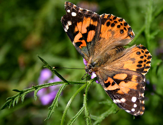 a day with butterflies