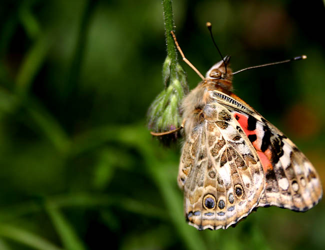 a day with butterflies