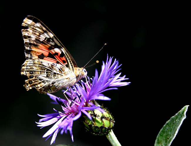 a day with butterflies