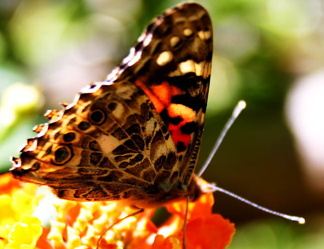 a day with butterflies