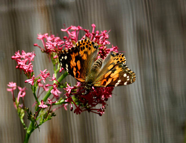 a day with butterflies