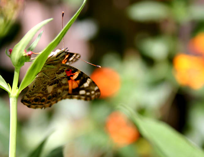 a day with butterflies