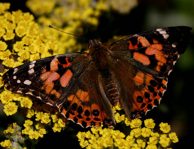 a day with butterflies