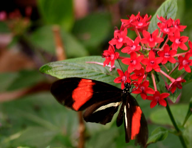 a day with butterflies