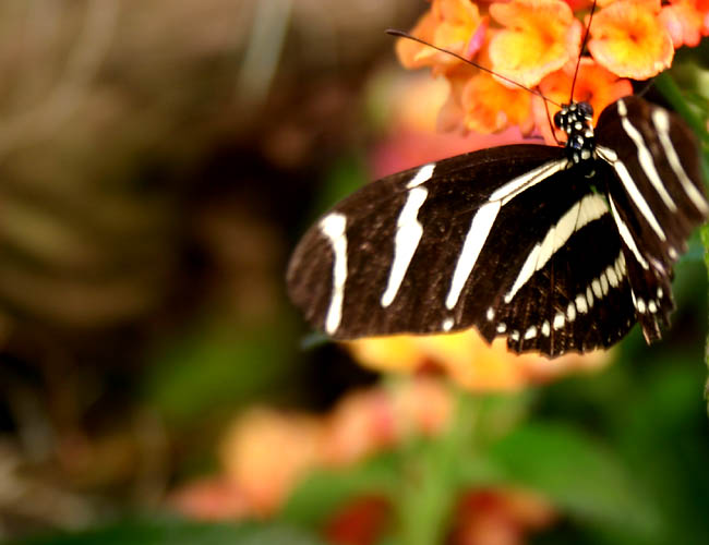 a day with butterflies