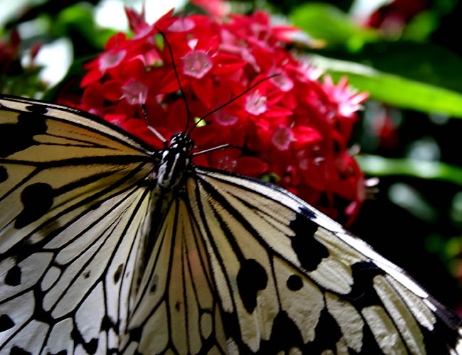 a day with butterflies