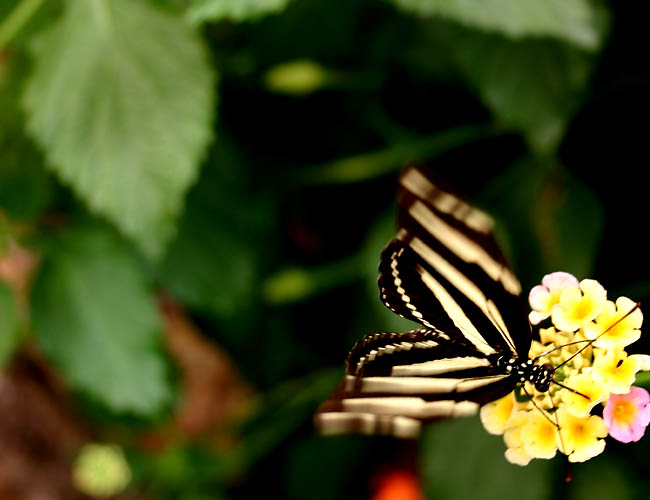 a day with butterflies