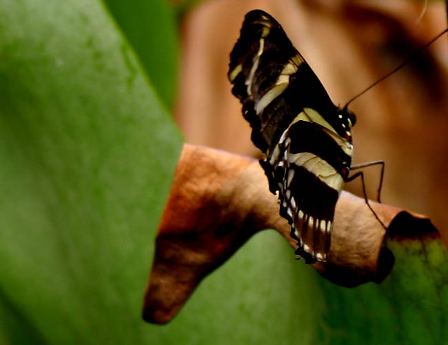 a day with butterflies