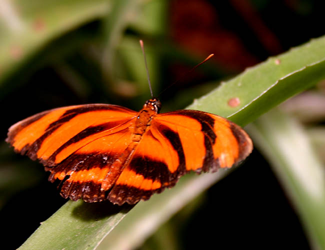 a day with butterflies