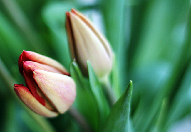 Tulips - Valentine 2008