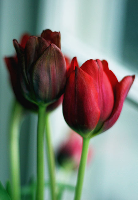 Tulips - Valentine 2008