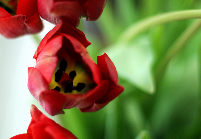 Tulips - Valentine 2008