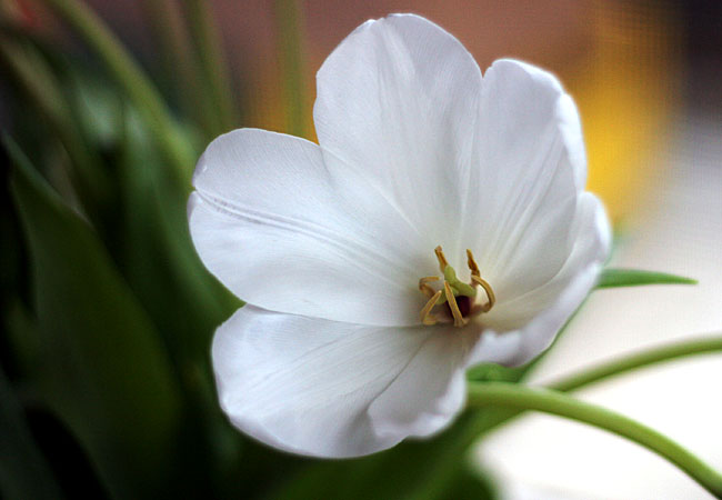 Tulips - Valentine 2008