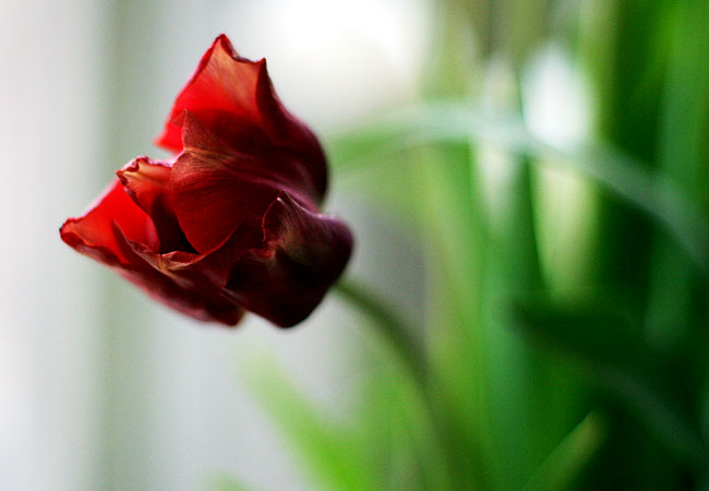 Tulips - Valentine 2008