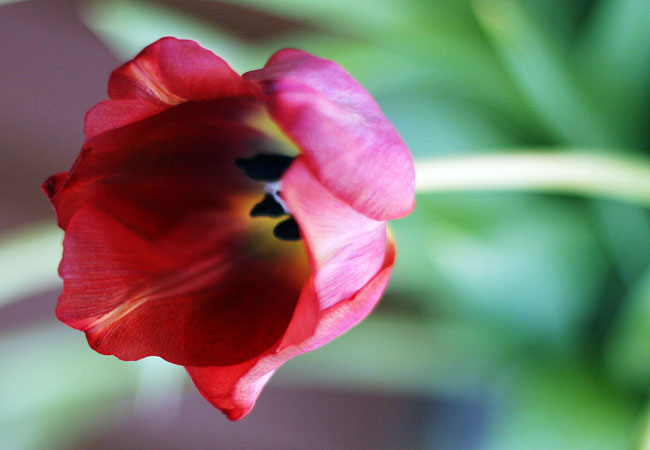 Tulips - Valentine 2008