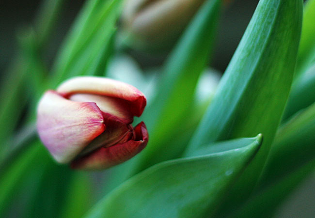 Tulips - Valentine 2008