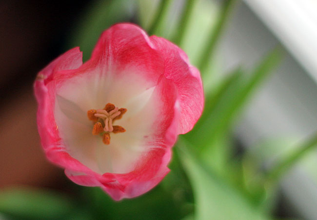 Tulips - Valentine 2008