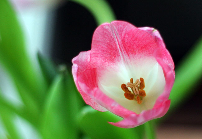 Tulips - Valentine 2008