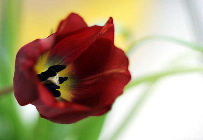 Tulips - Valentine 2008