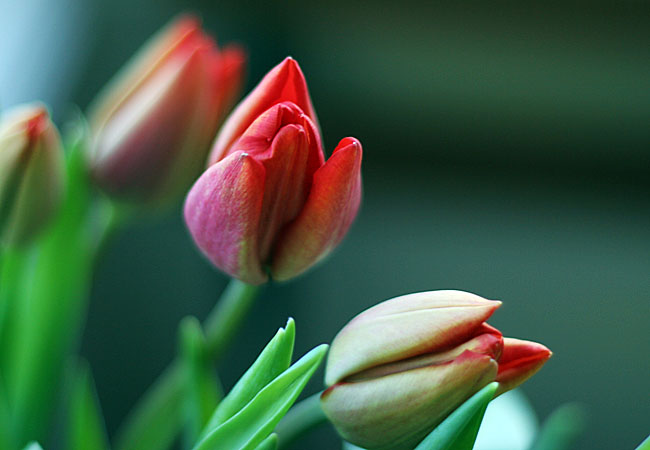 Tulips - Valentine 2008