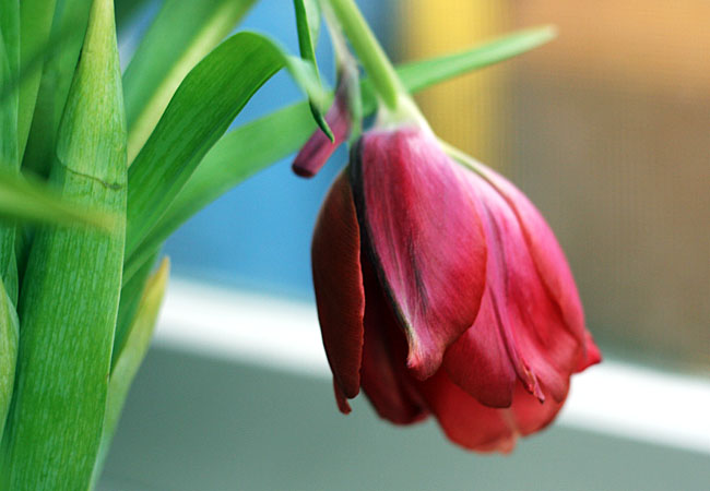 Tulips - Valentine 2008