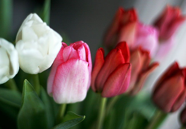 Tulips - Valentine 2008