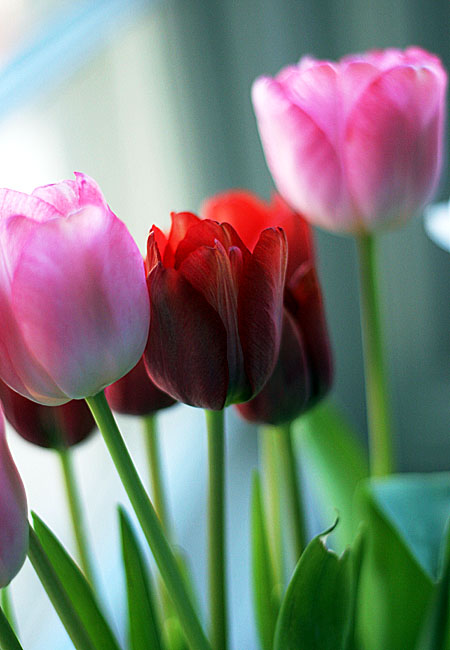 Tulips - Valentine 2008