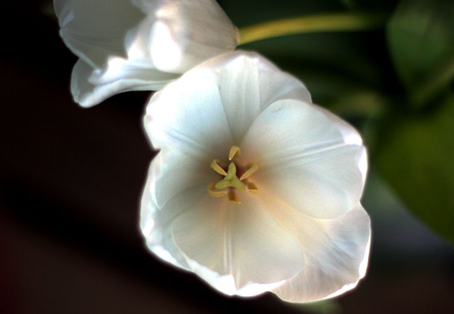 Tulips - Valentine 2008