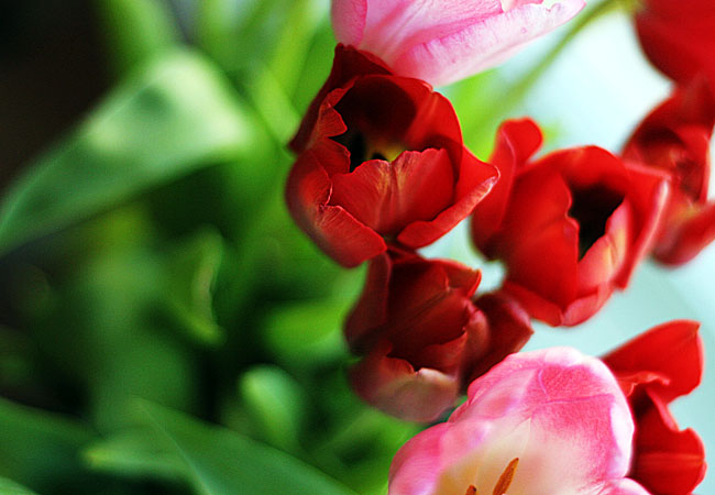 Tulips - Valentine 2008