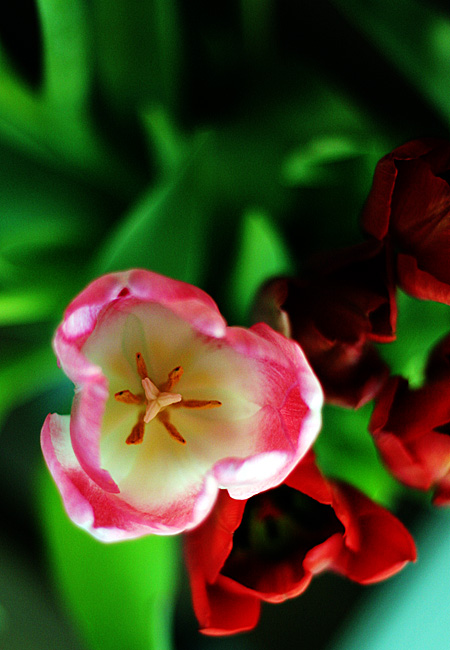 Tulips - Valentine 2008