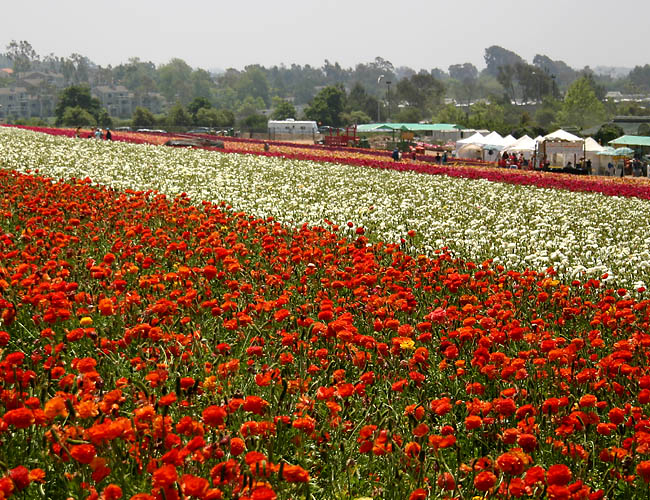 carlsbad flower fields