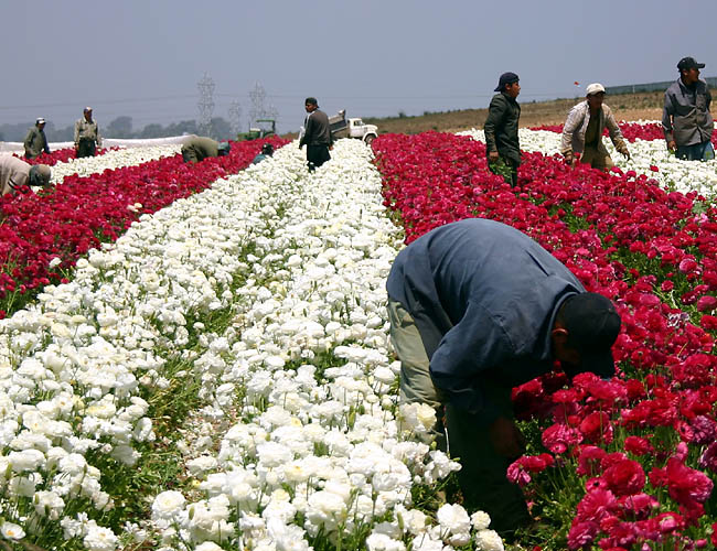 carlsbad flower fields