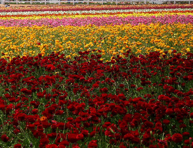 carlsbad flower fields