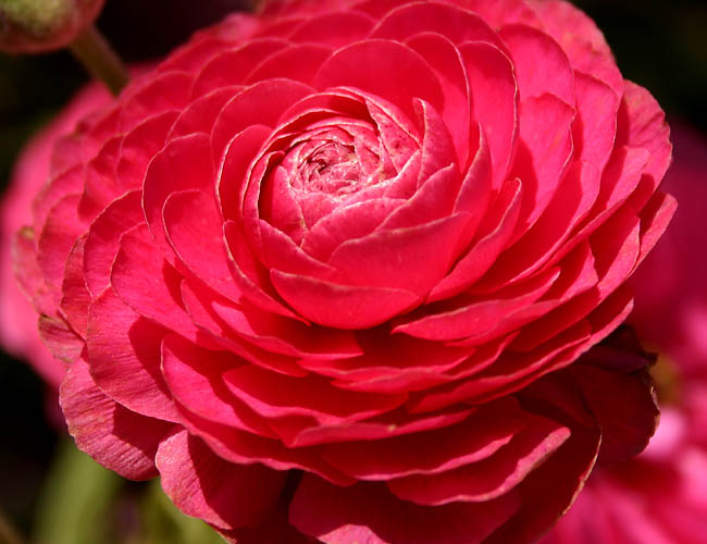 carlsbad flower fields