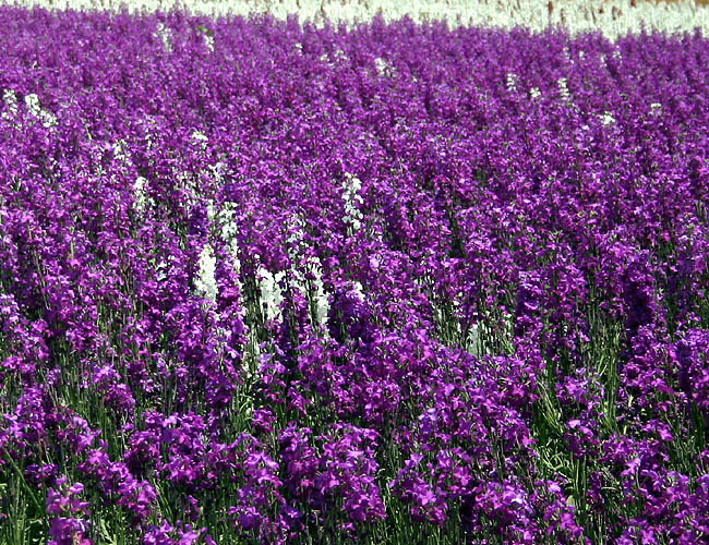 carlsbad flower fields