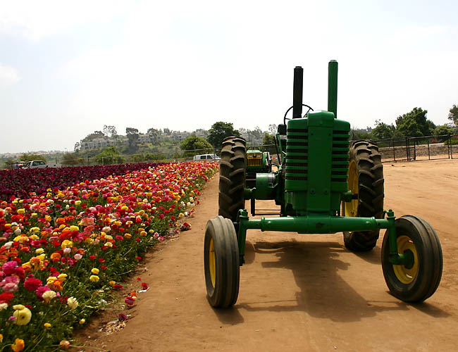 carlsbad flower fields