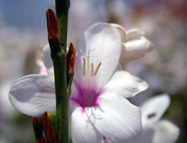 carlsbad flower fields