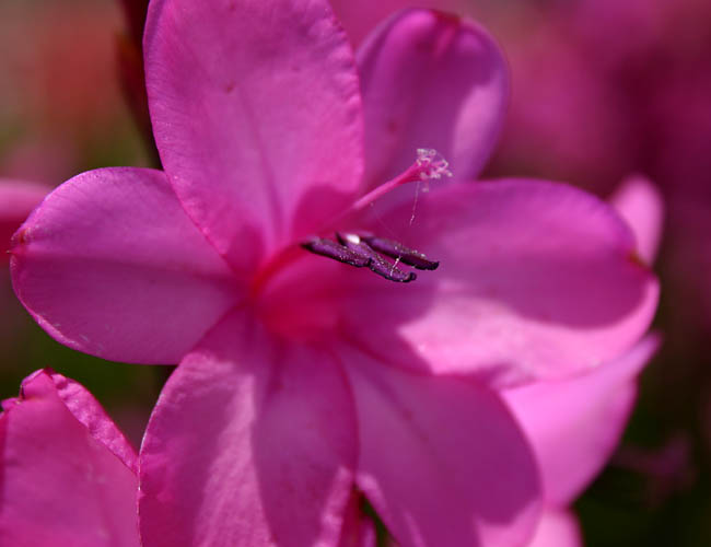 carlsbad flower fields