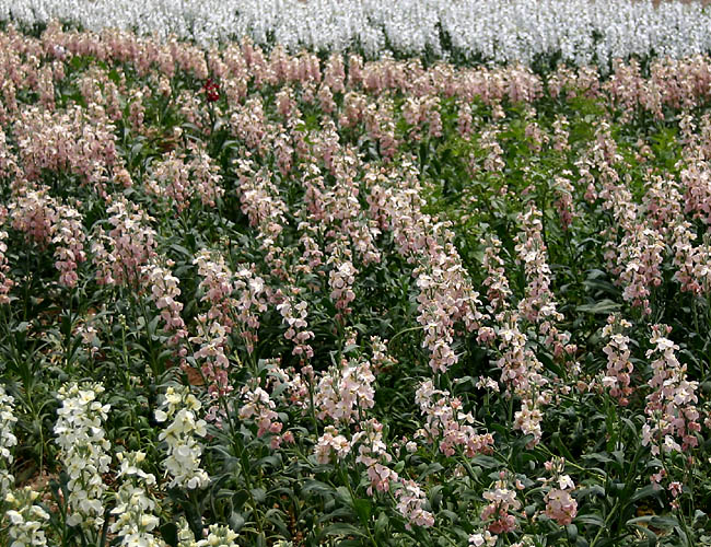 carlsbad flower fields