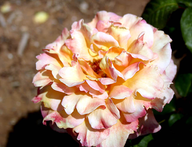 carlsbad flower fields