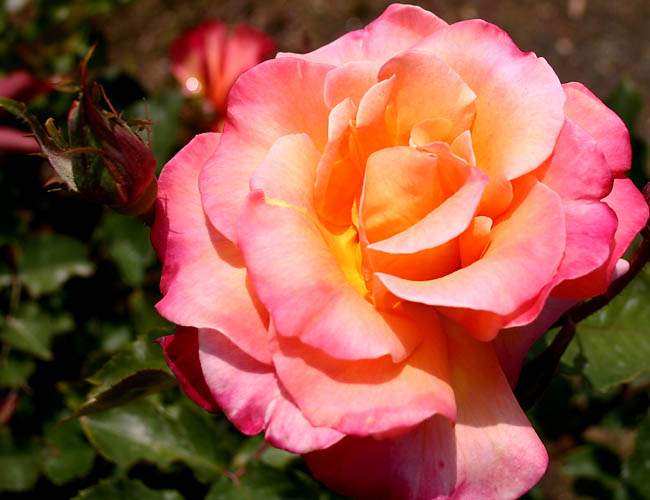 carlsbad flower fields