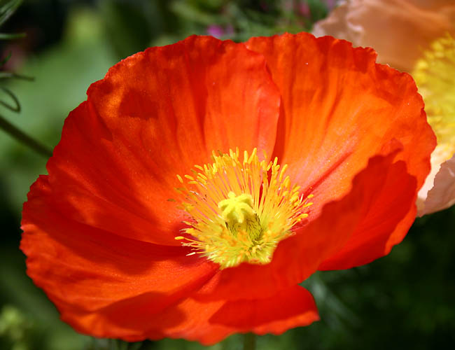 carlsbad flower fields